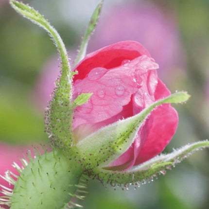 Weleda Wilde Rozen & Witte Thee Vitaliserende Nachtcrème - 40ml