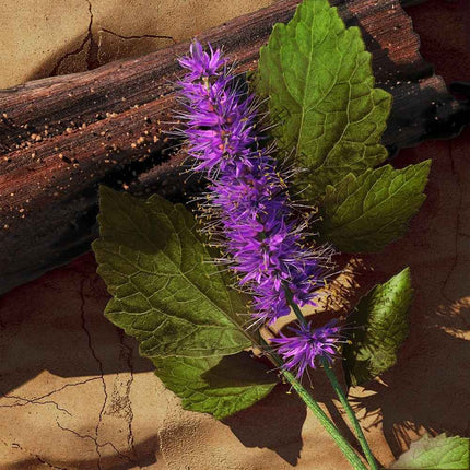 Davidoff Zino Eau de Toilette - 125ml