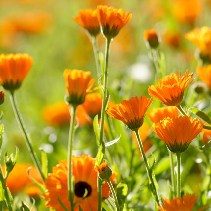 Weleda Calendula Massageolie - 100ml
