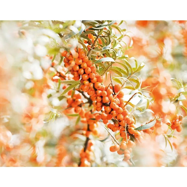 Weleda Duindoorn Vitaliserende Handcrème - 50ml